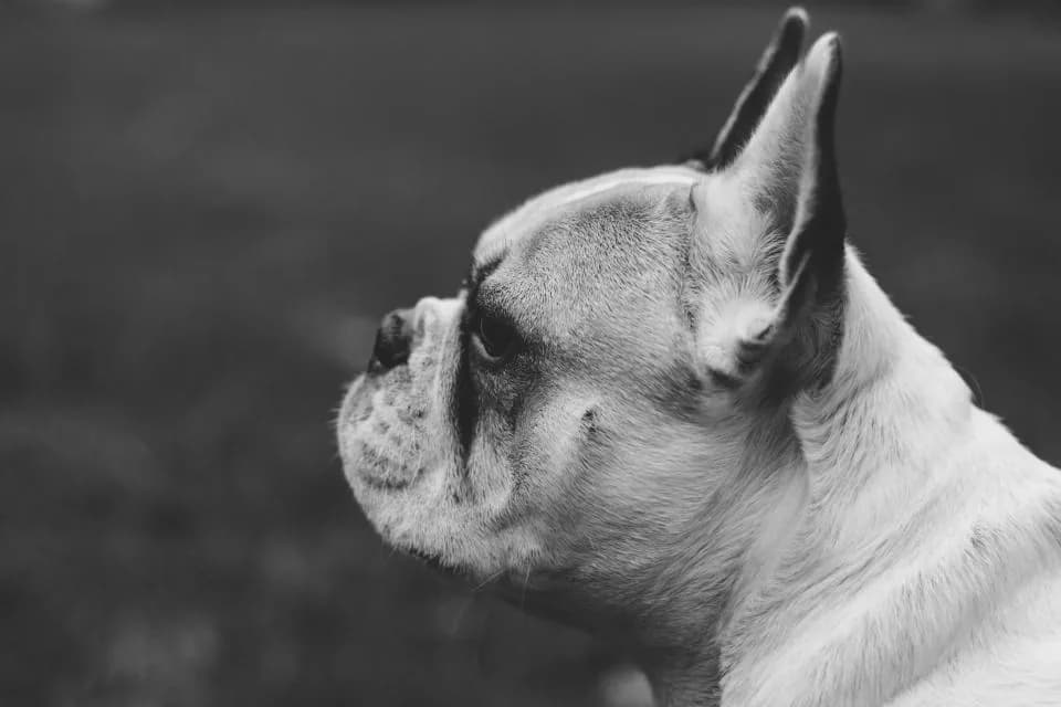 Pug