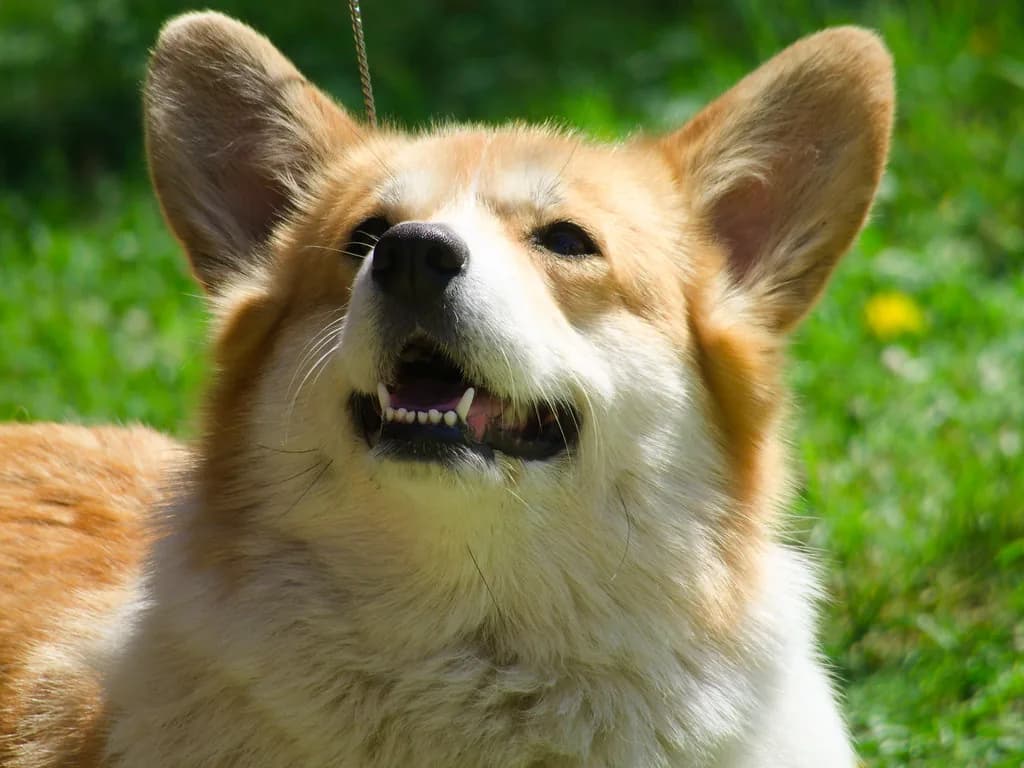 Pembroke Welsh Corgi