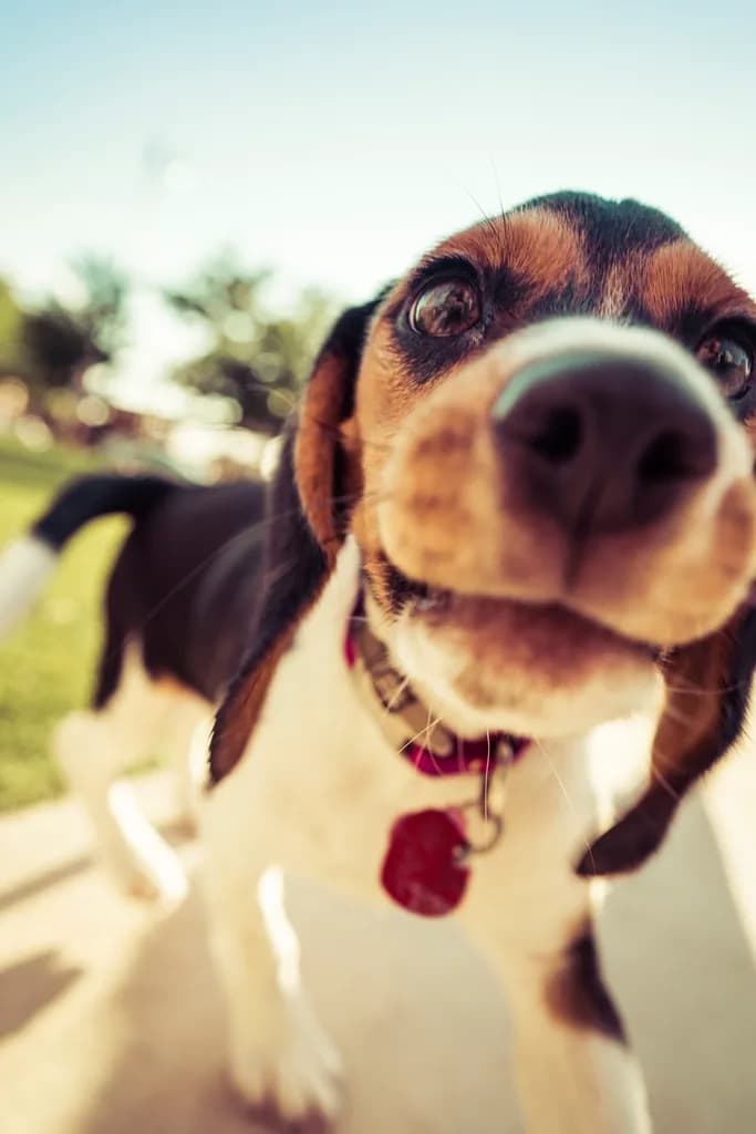 Beagle