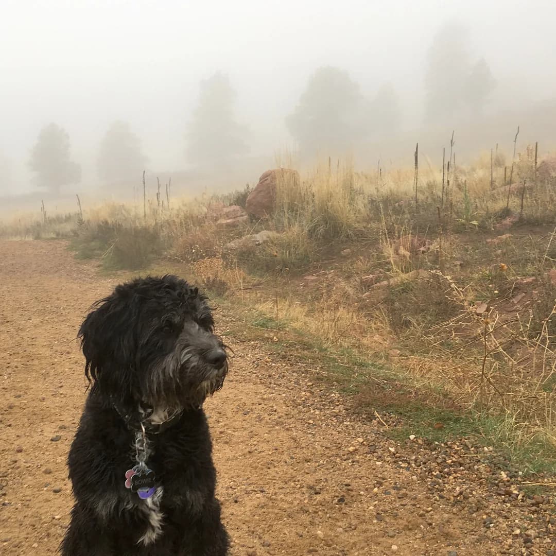 Tibetan Terrier