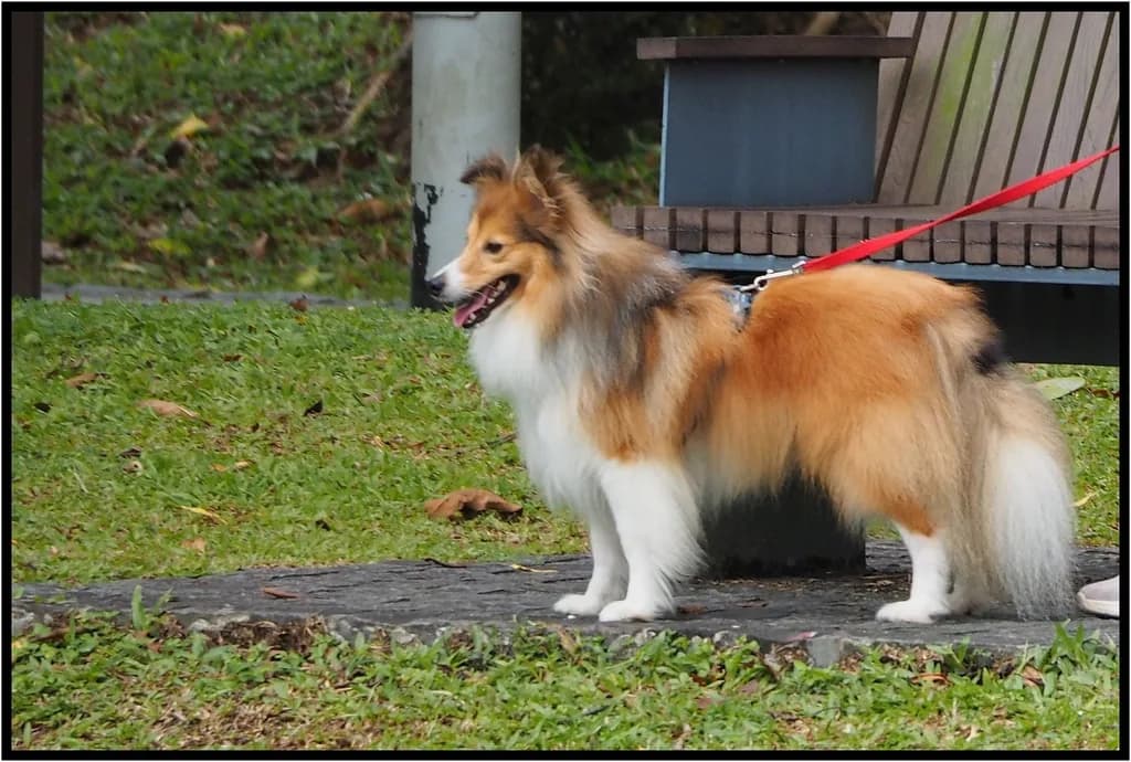 Shetland Sheepdog