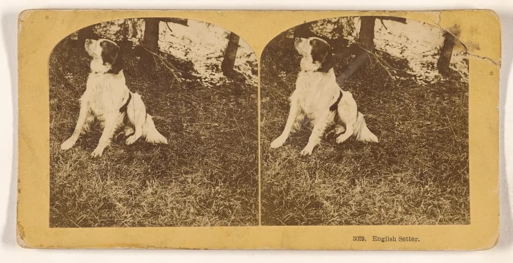English Setter
