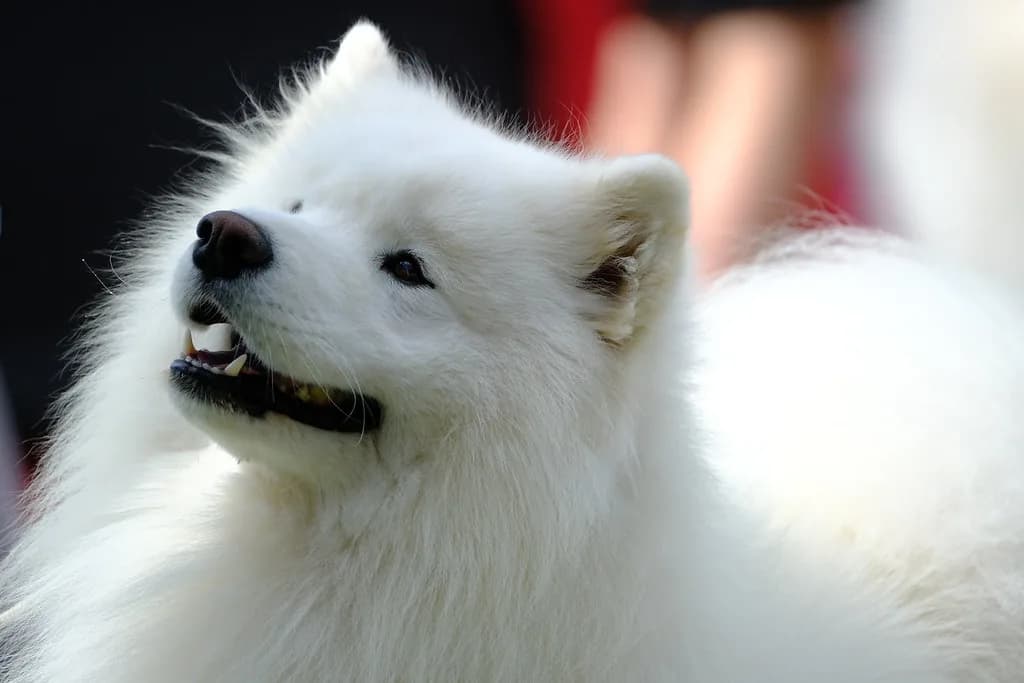 Samoyed