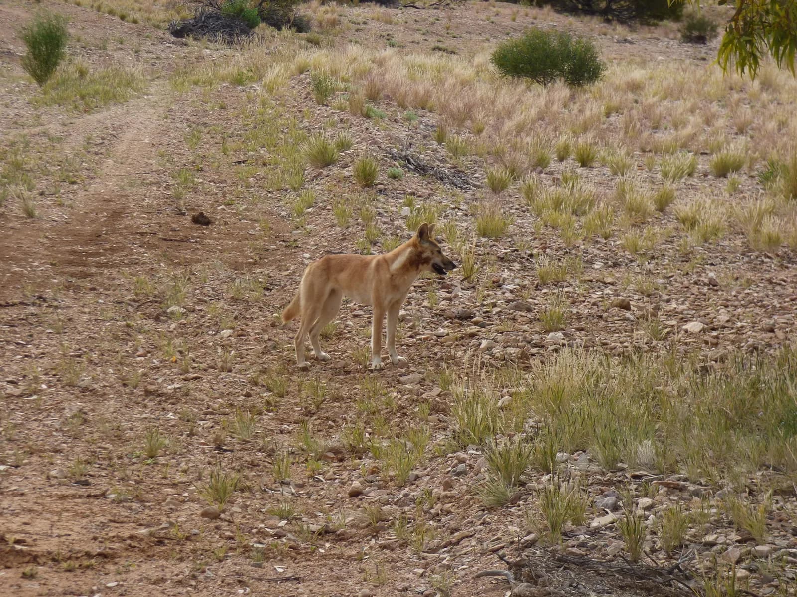 Dingo