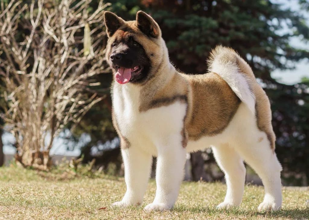 Akita