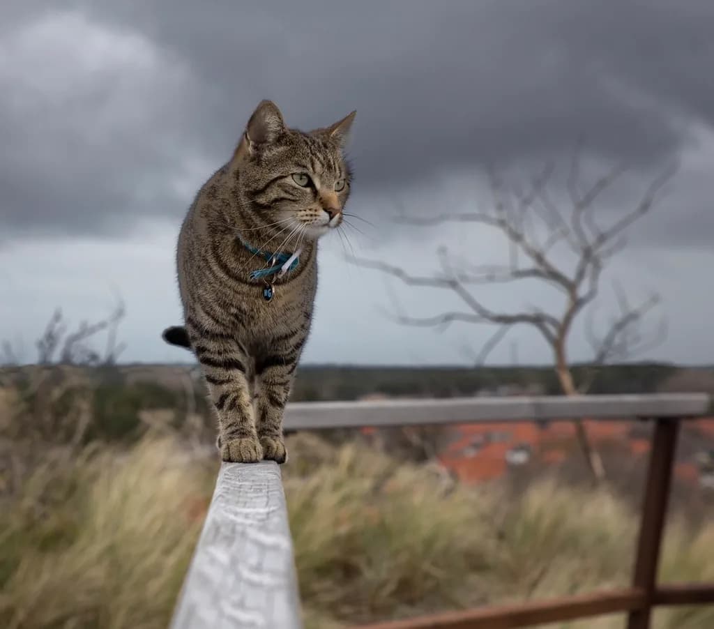 Toyger