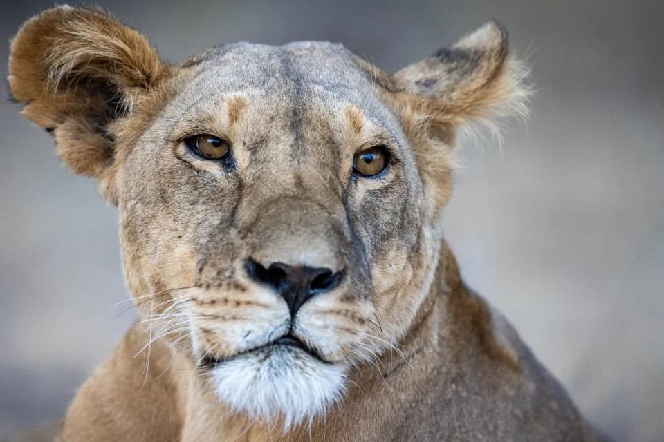 Safari