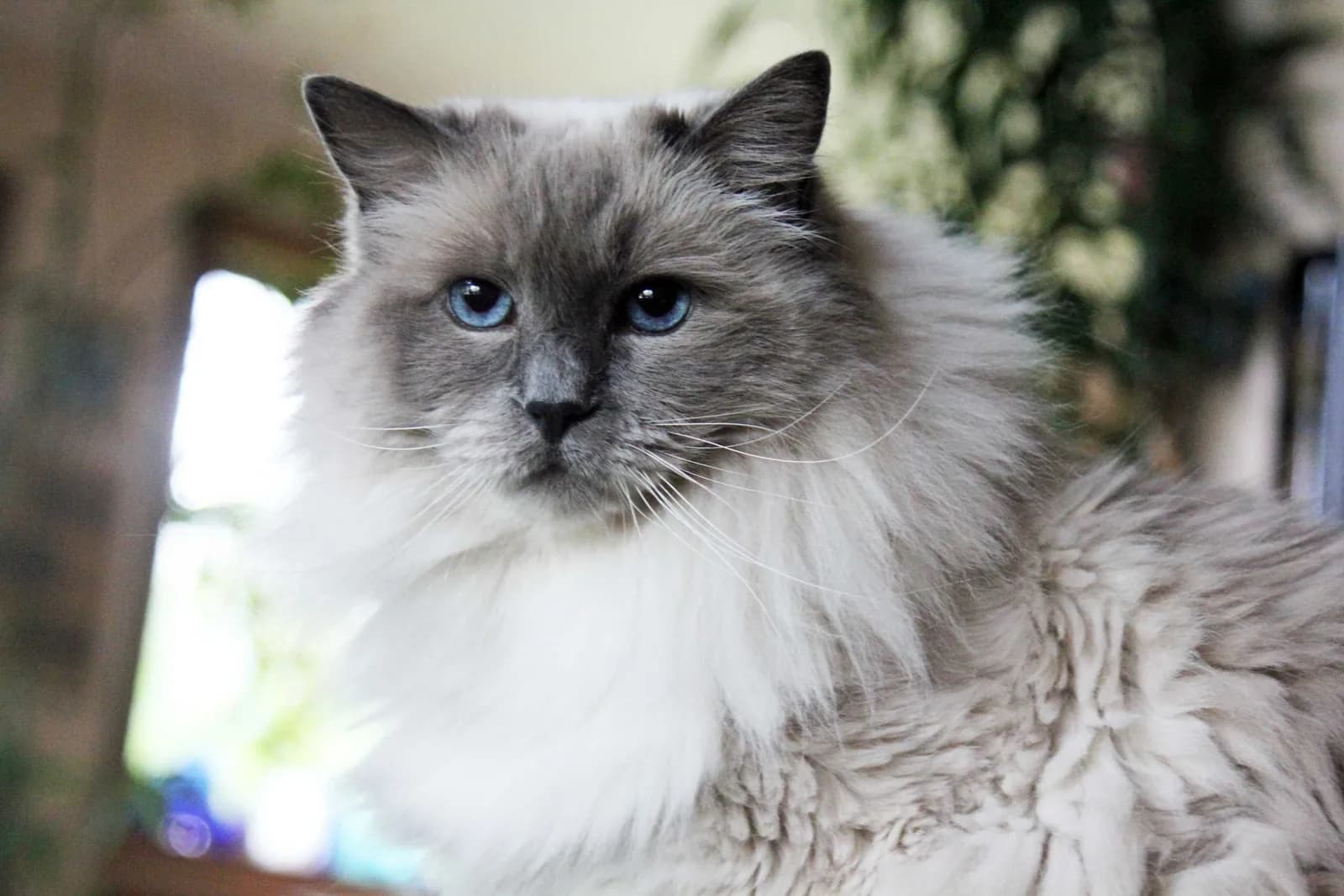Ragdoll