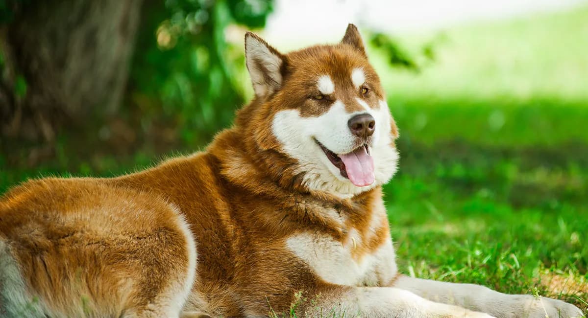 Alaskan Husky