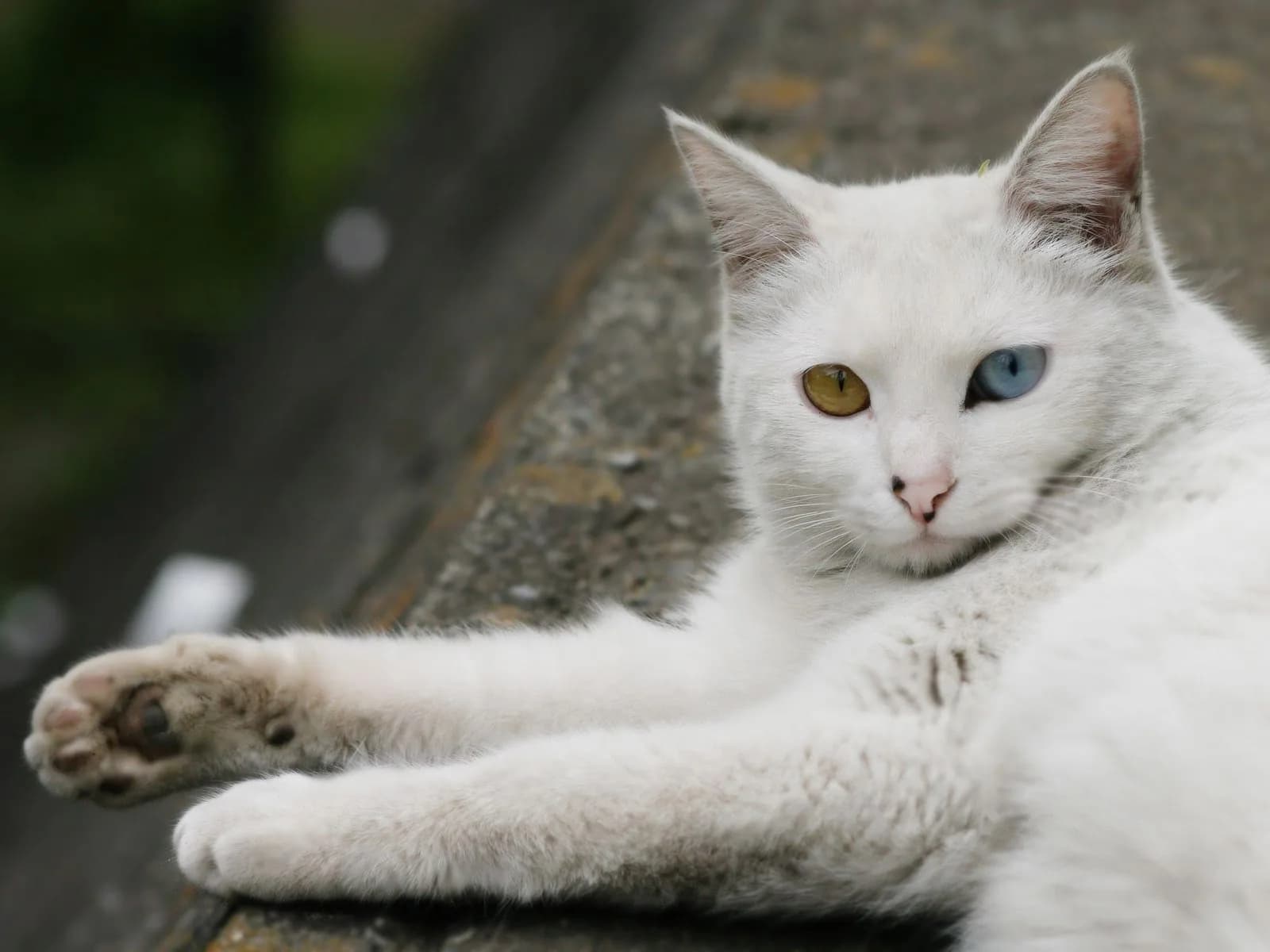 Turkish Angora
