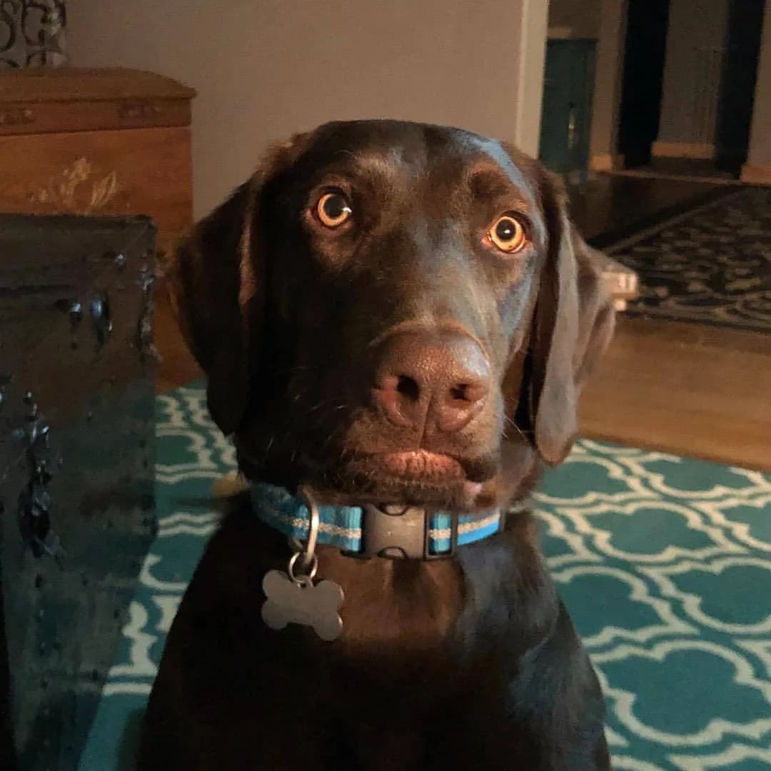 Chesapeake Bay Retriever