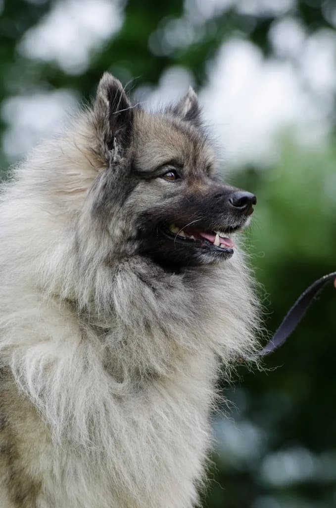 Keeshond