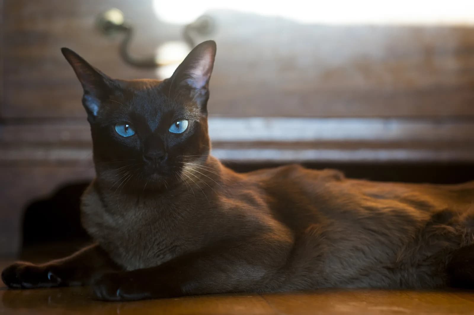 European Burmese