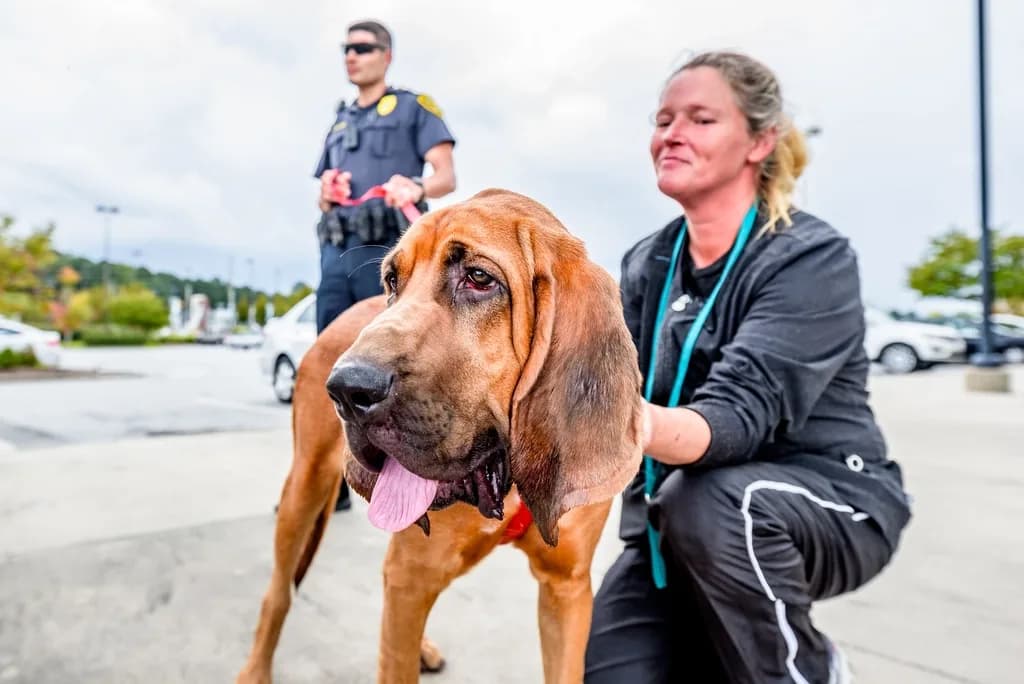 Bloodhound