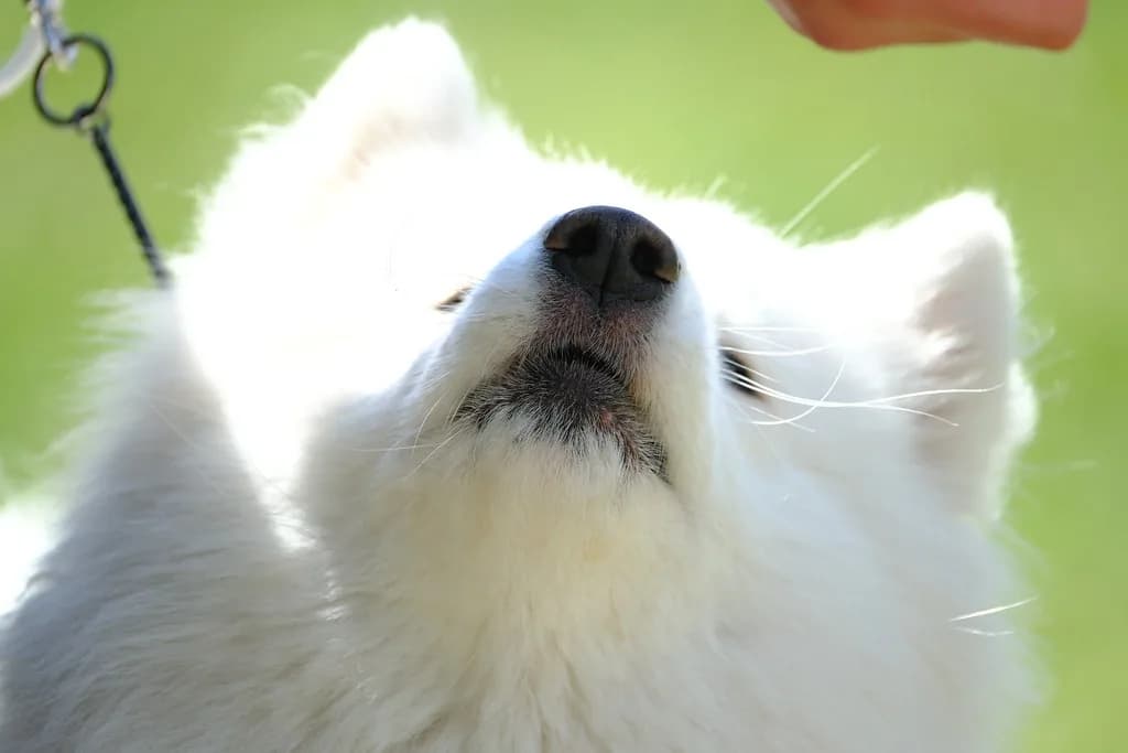 Samoyed