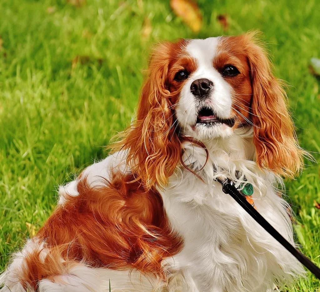 King Charles Spaniel