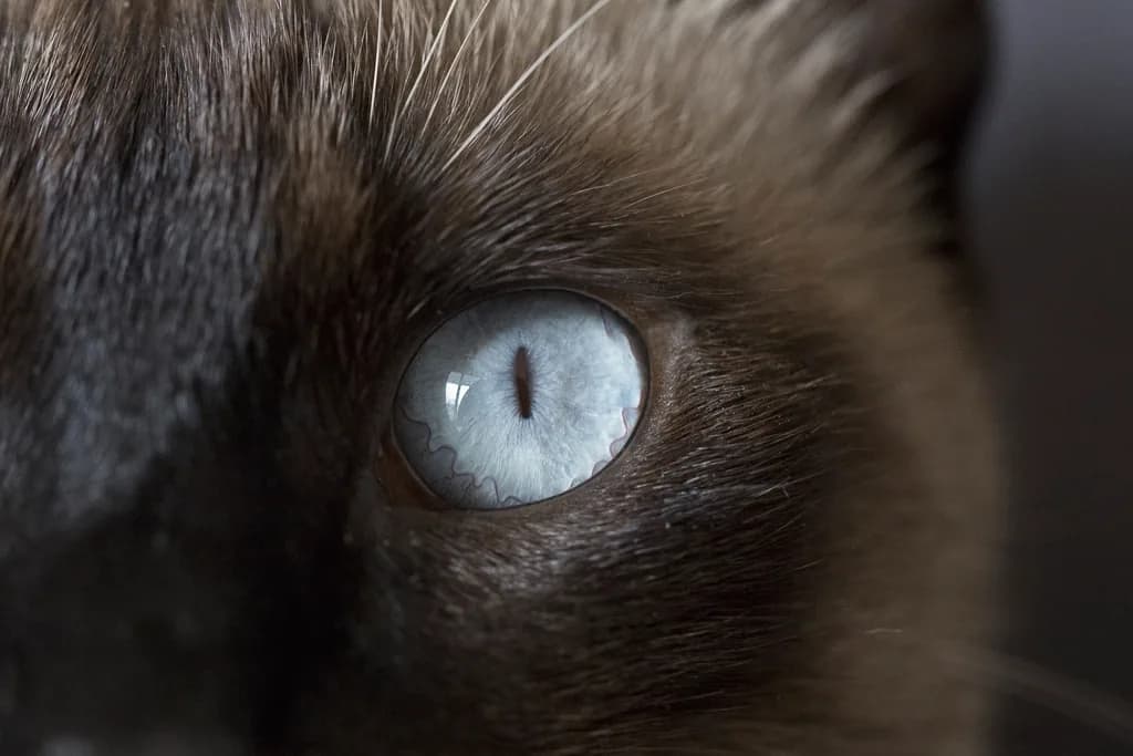Ragdoll