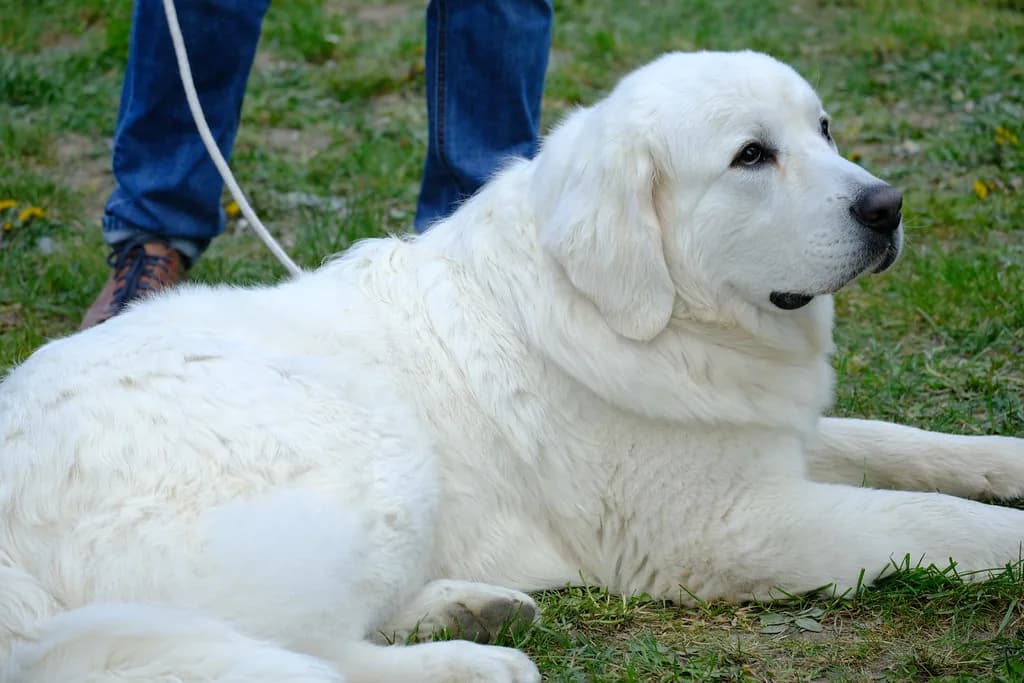 Tatra Shepherd Dog