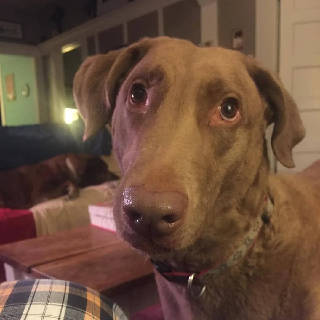 Chesapeake Bay Retriever