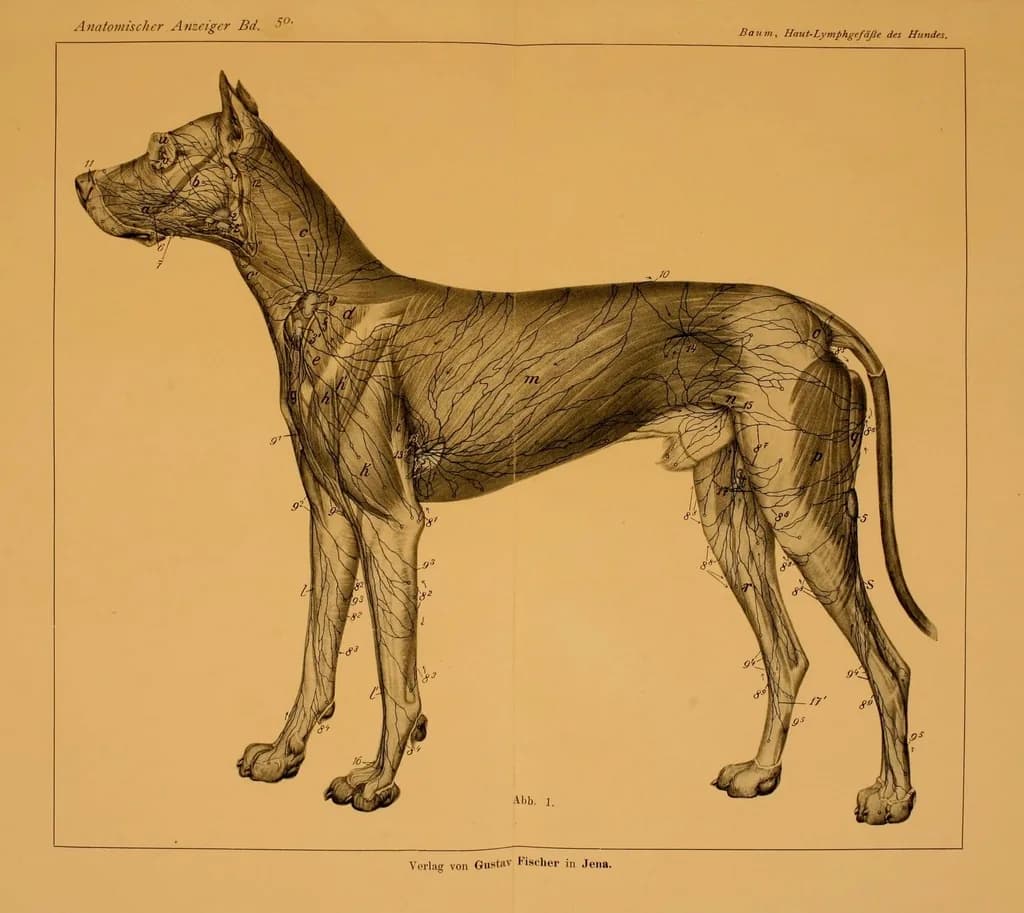 Great Dane