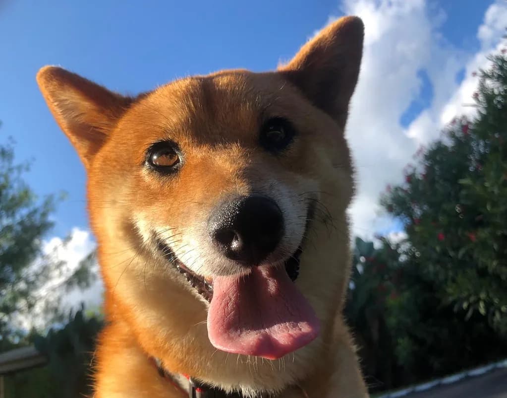 Shiba Inu