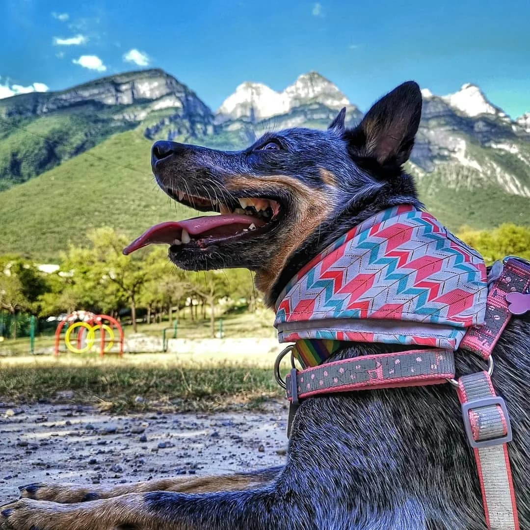 Australian Cattle Dog