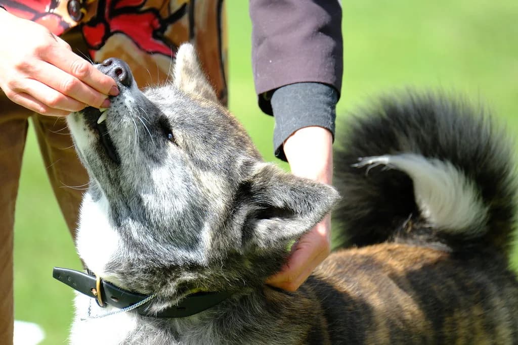 Akita