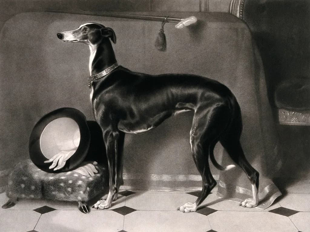 Whippet