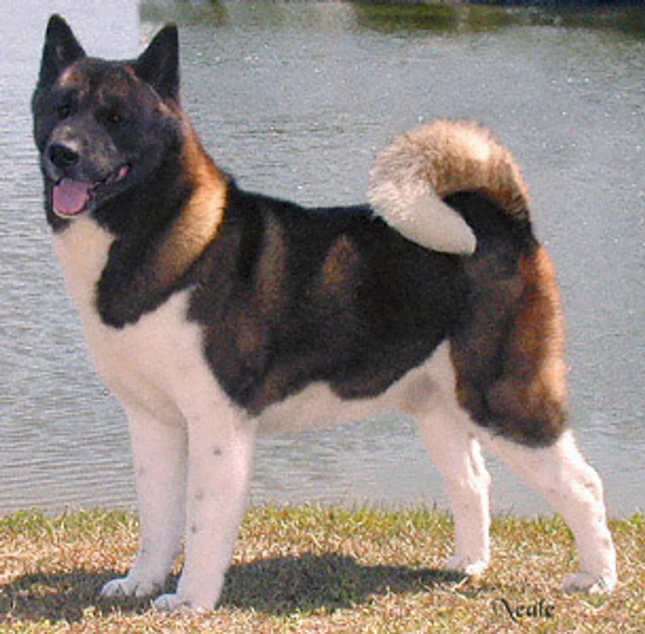 Akita