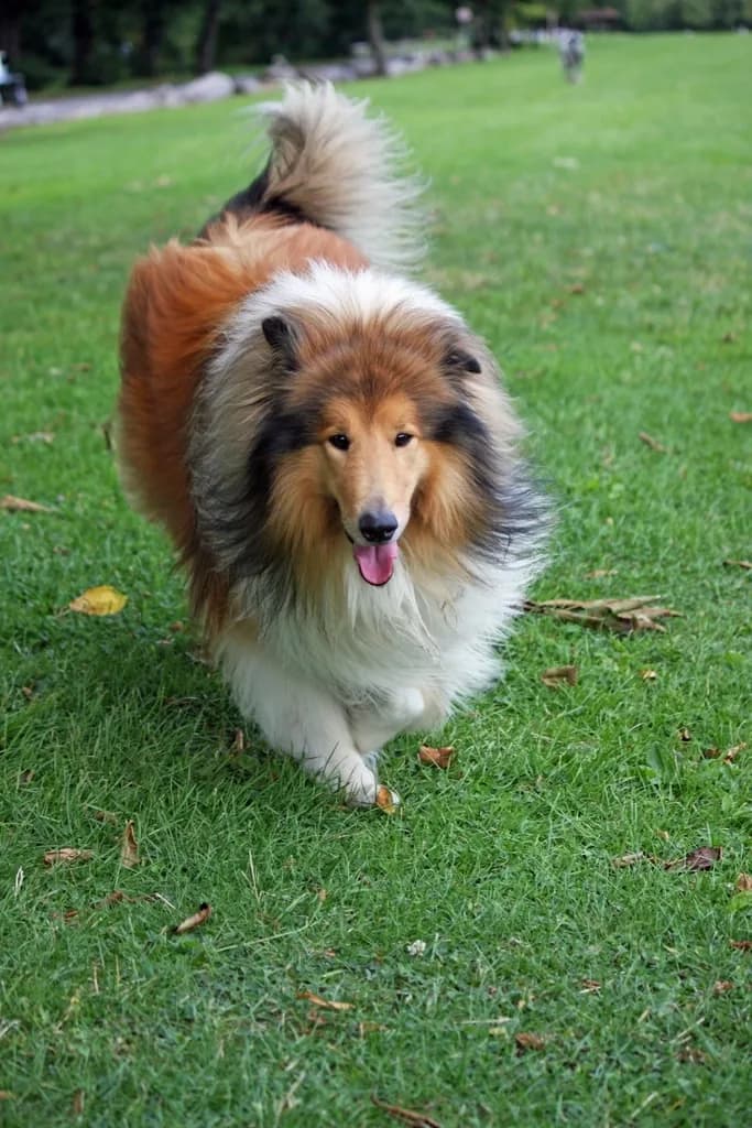 Rough Collie