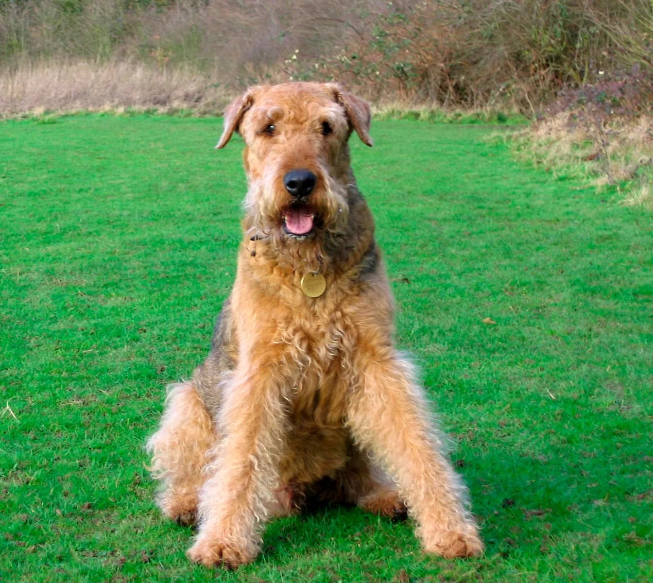 Airedale Terrier