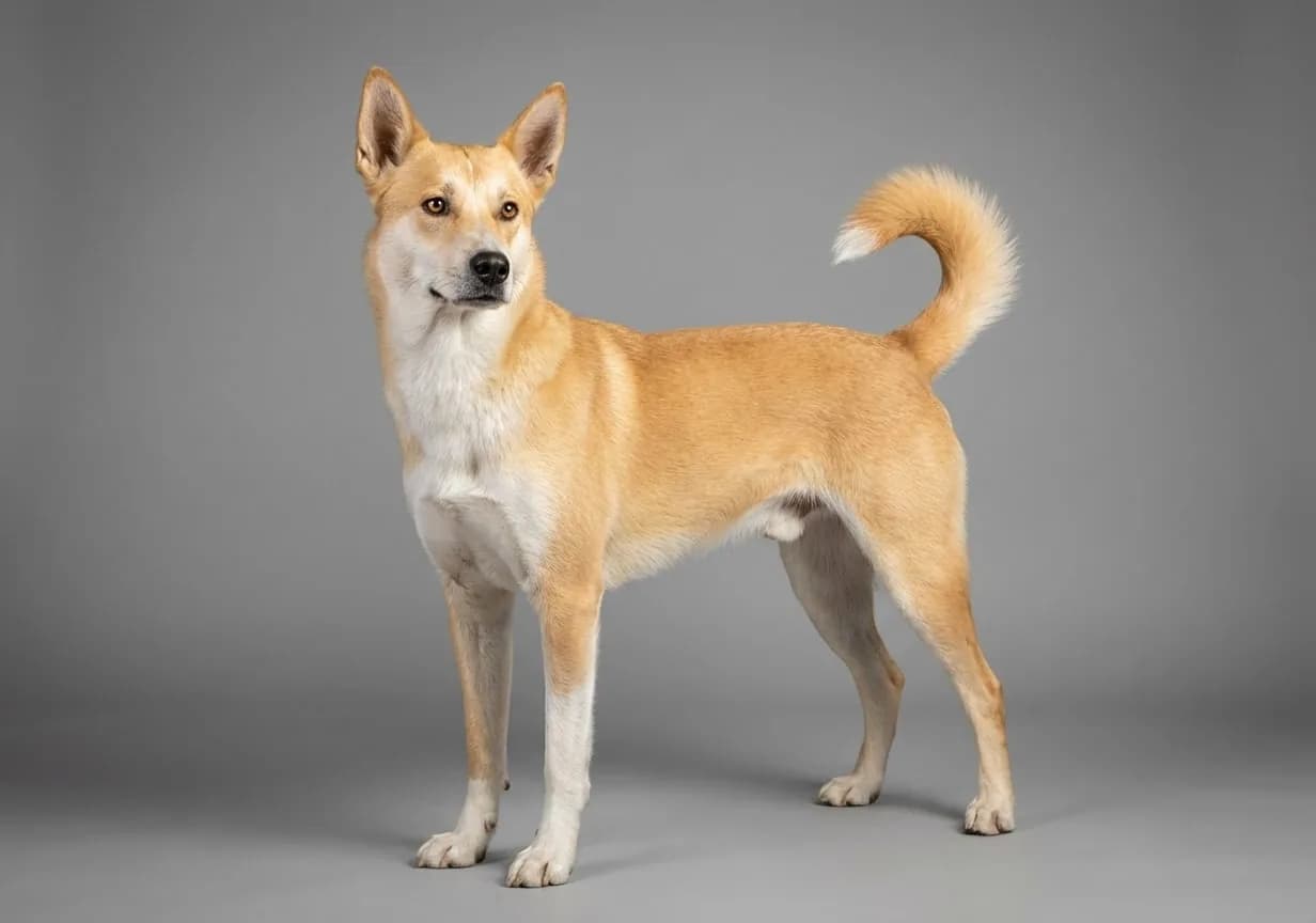 Canaan Dog