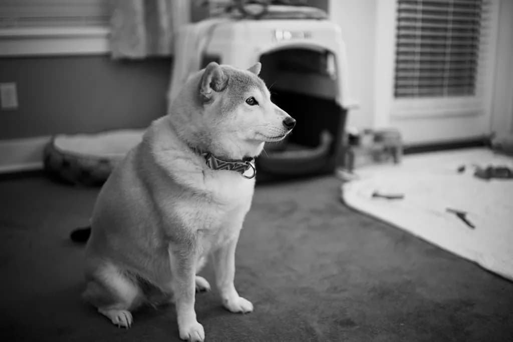 Shiba Inu