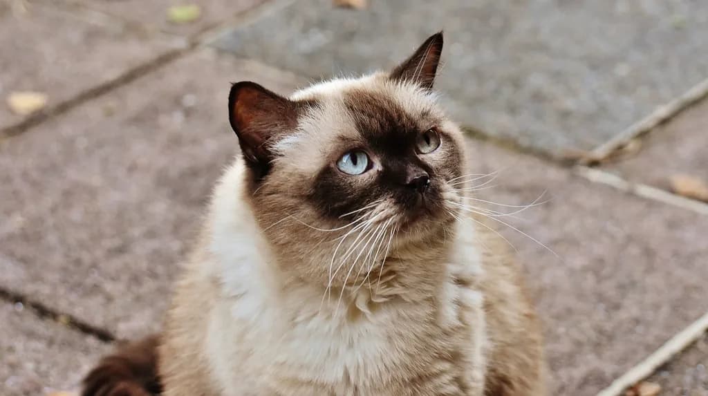 Ragdoll