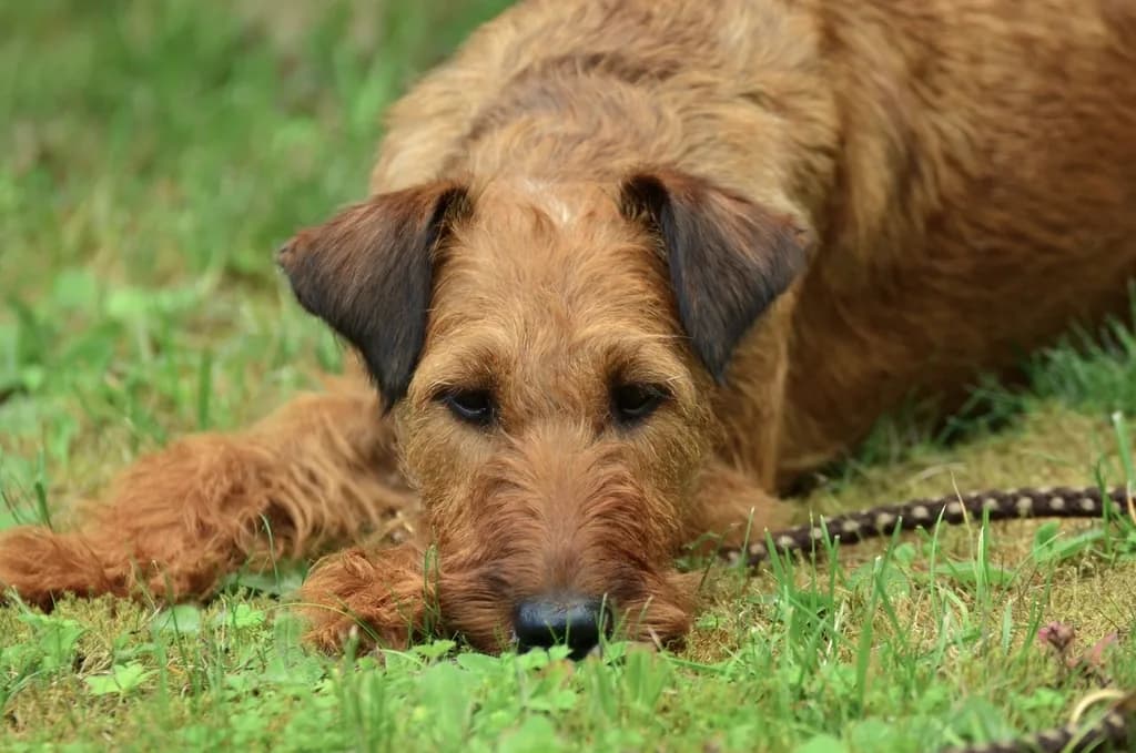 Irish Terrier