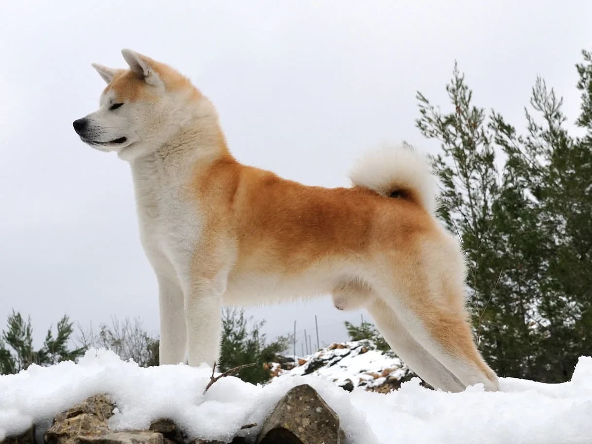 Akita