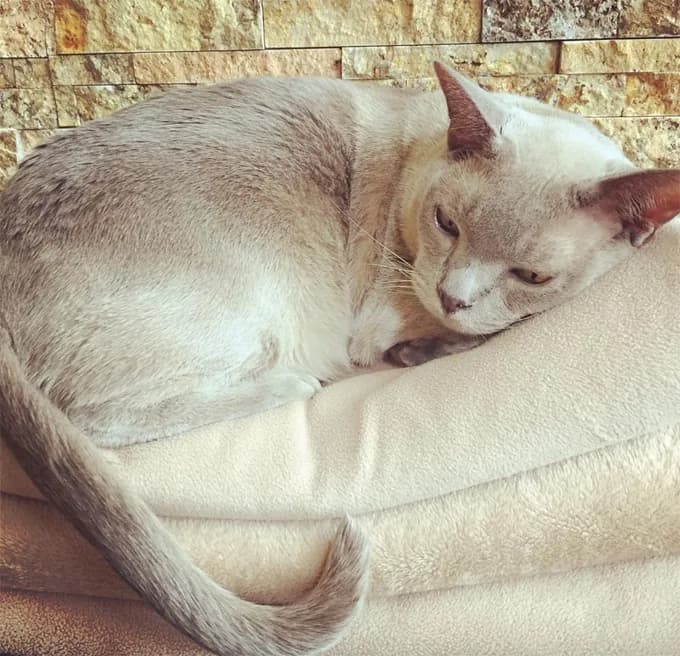 European Burmese