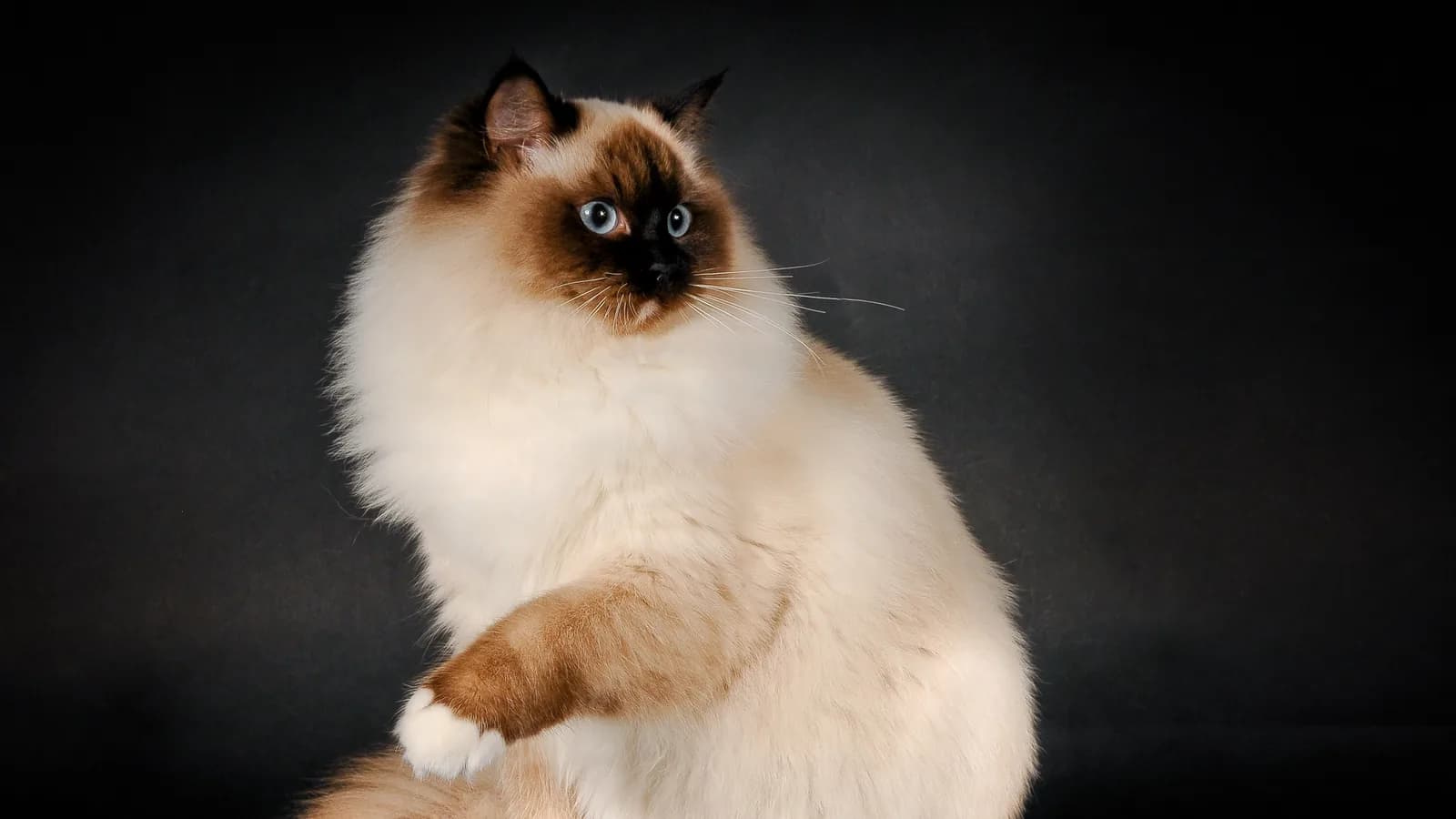 Ragdoll