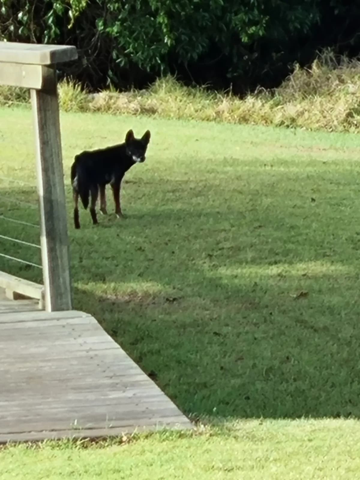 Dingo