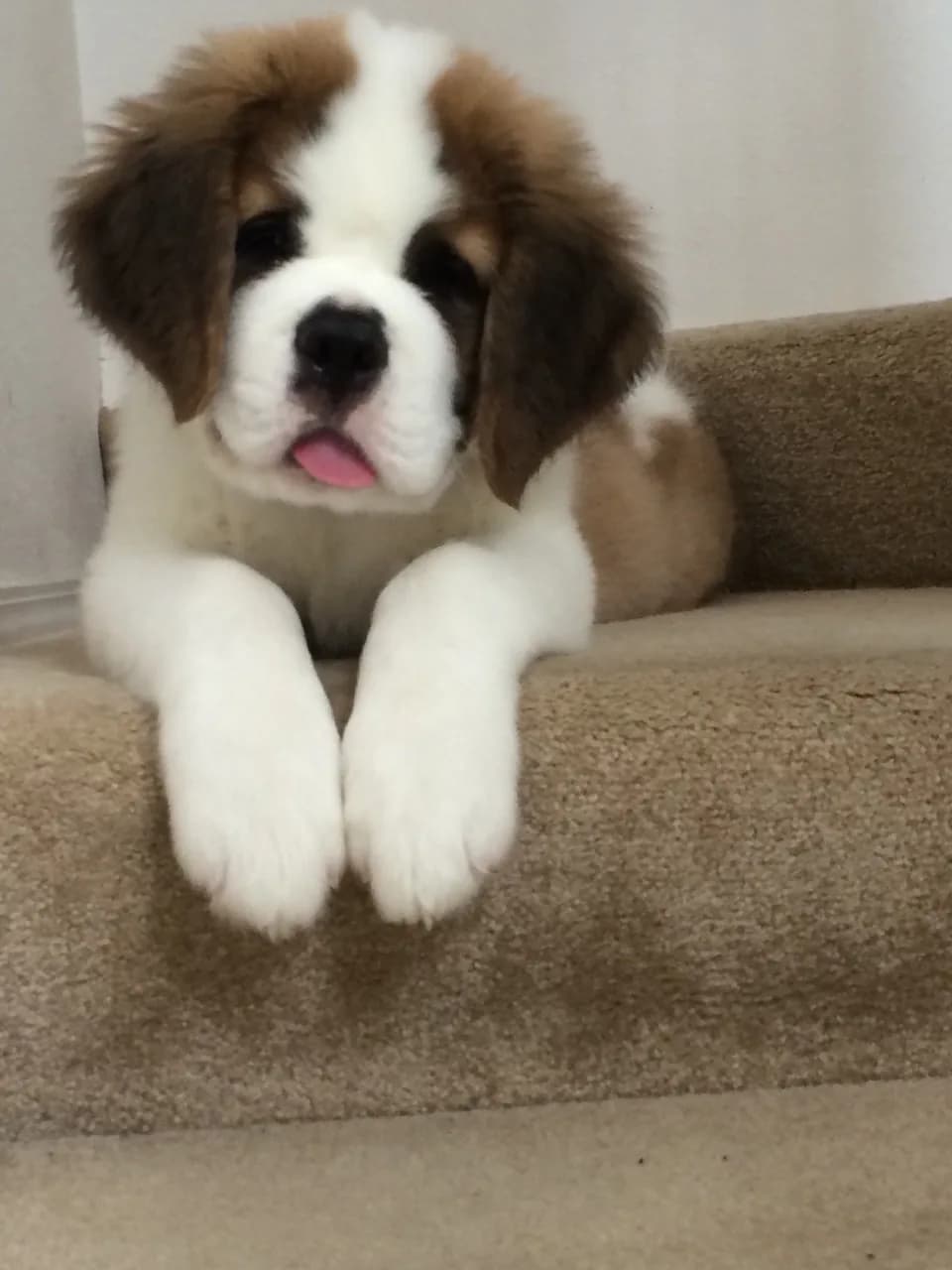 Saint Bernard