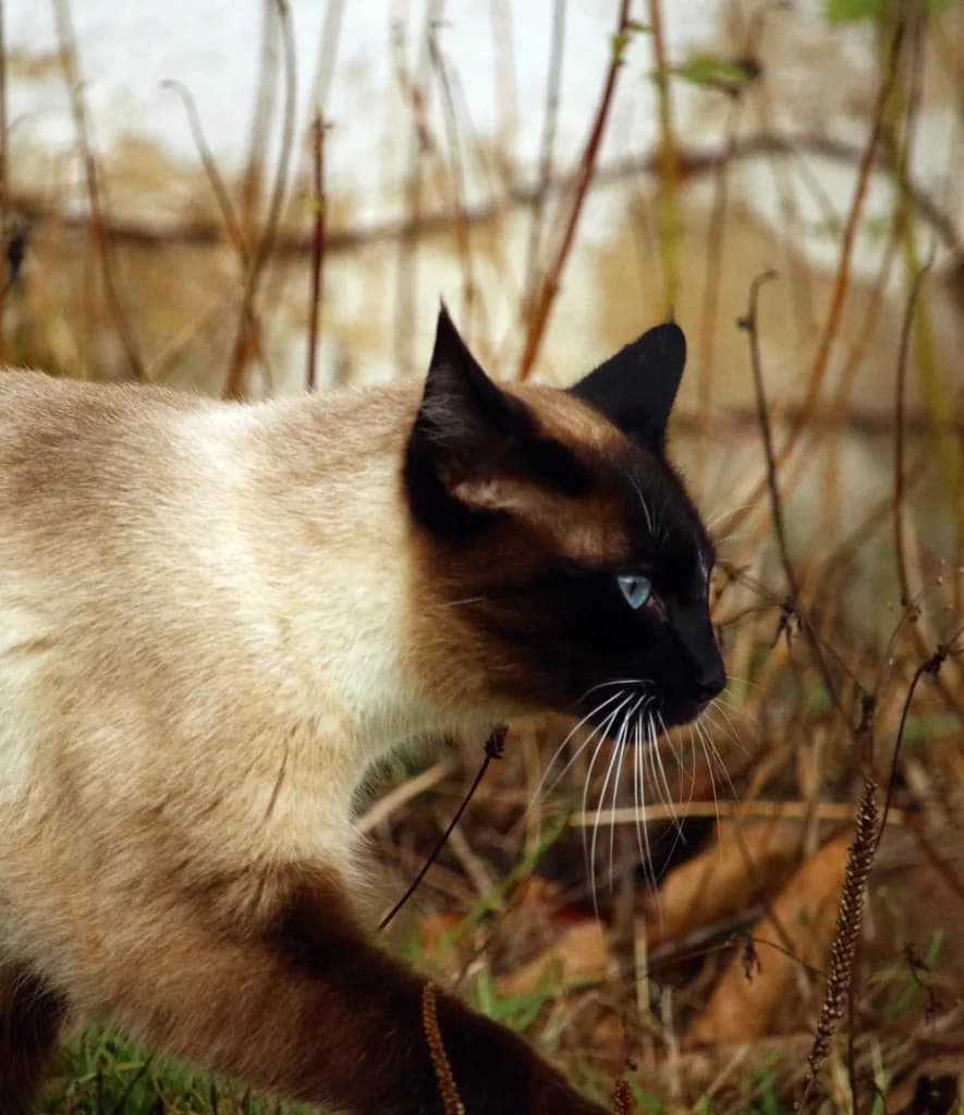 Birman