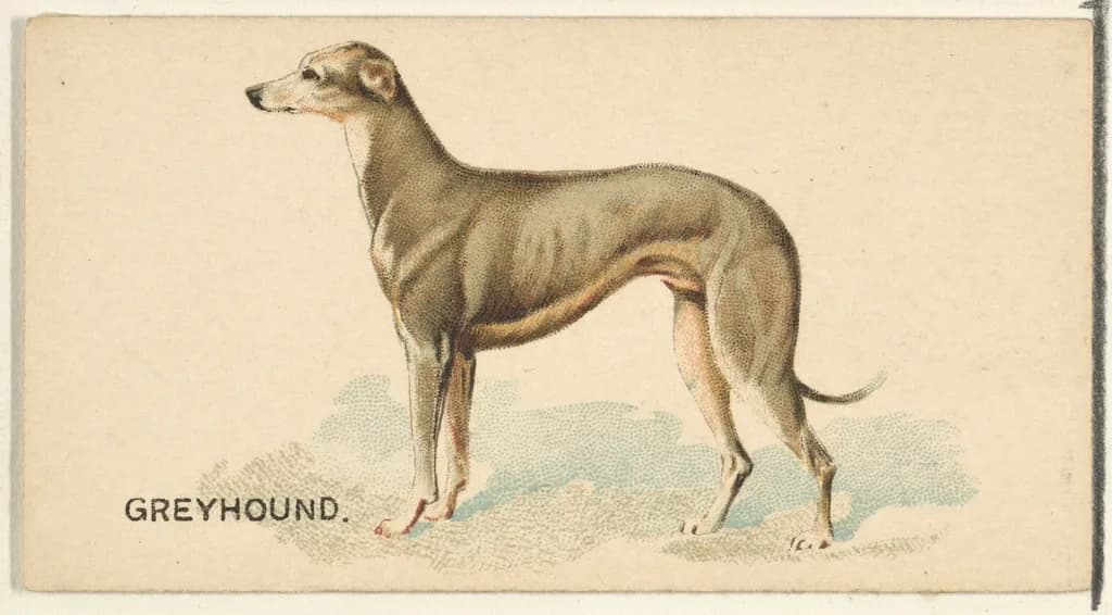 Greyhound