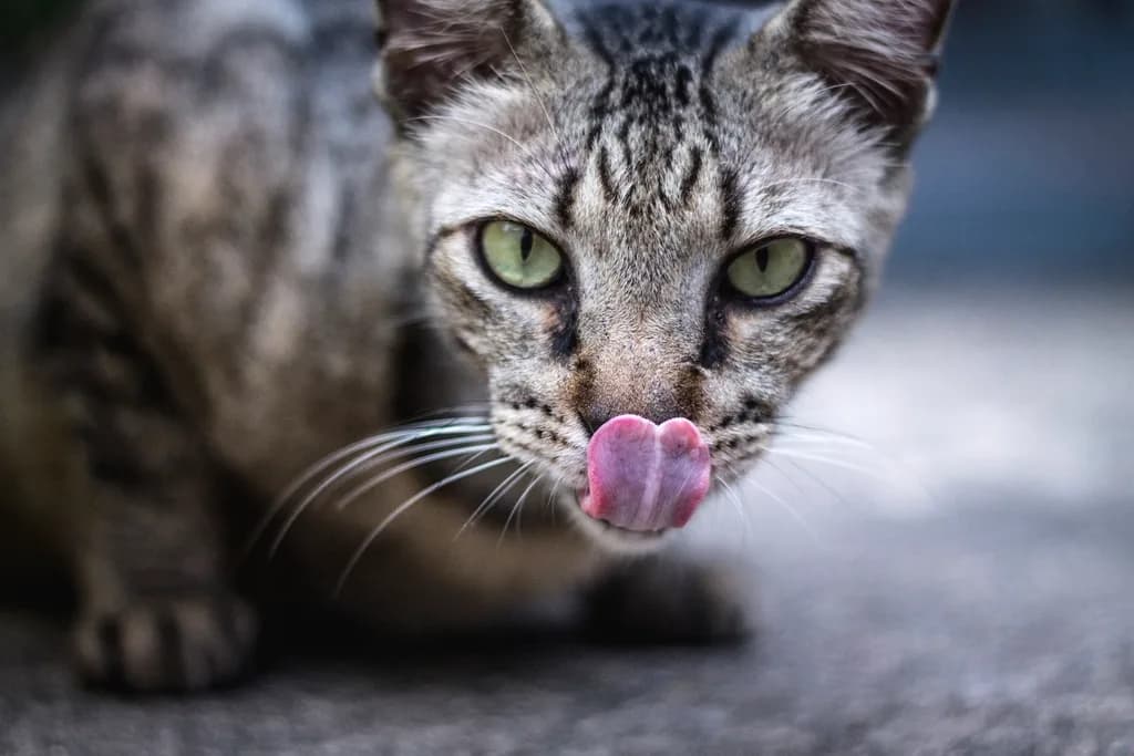 Abyssinian