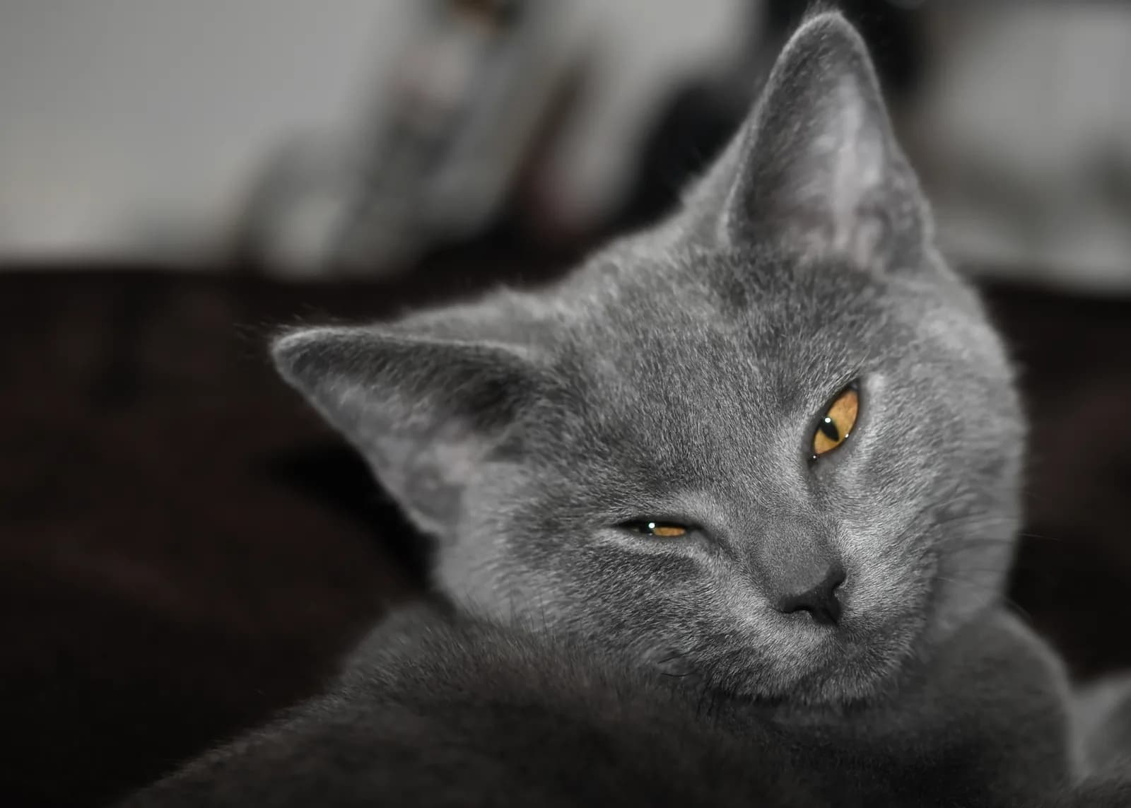 Chartreux