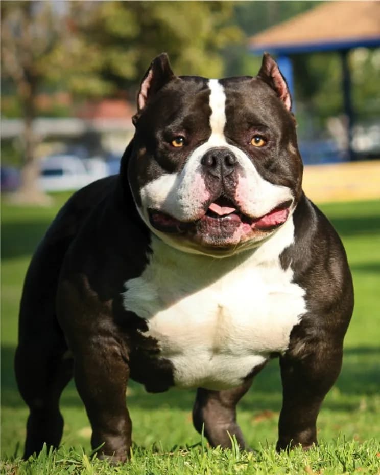 American Bully