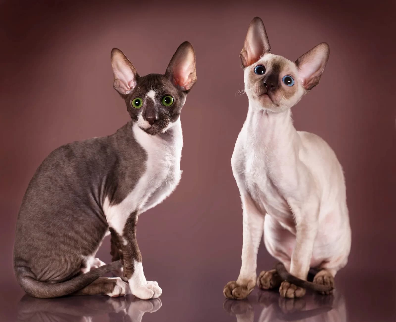 Cornish Rex