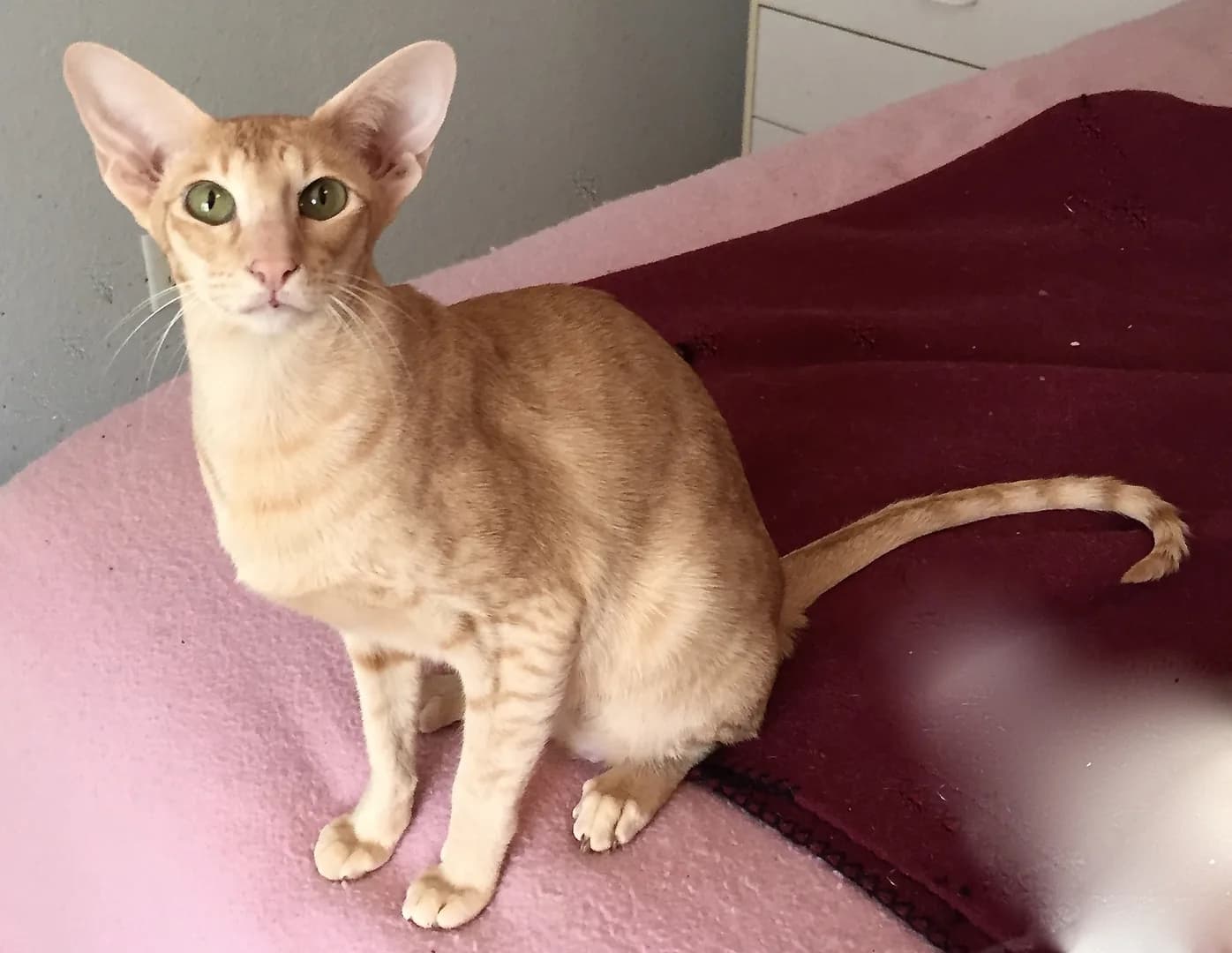 Oriental Shorthair