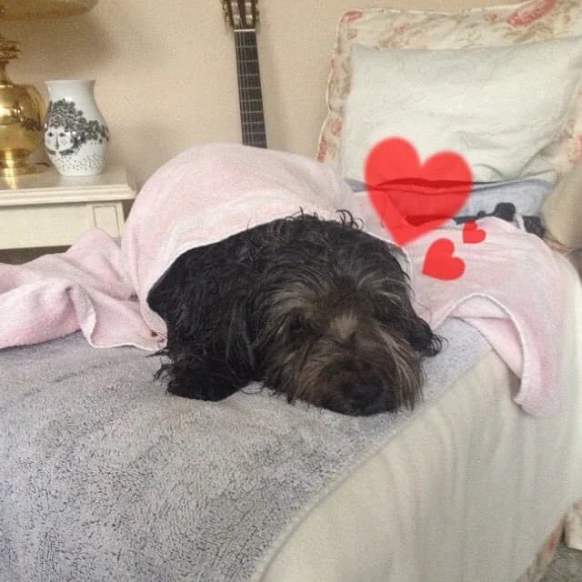 Tibetan Terrier