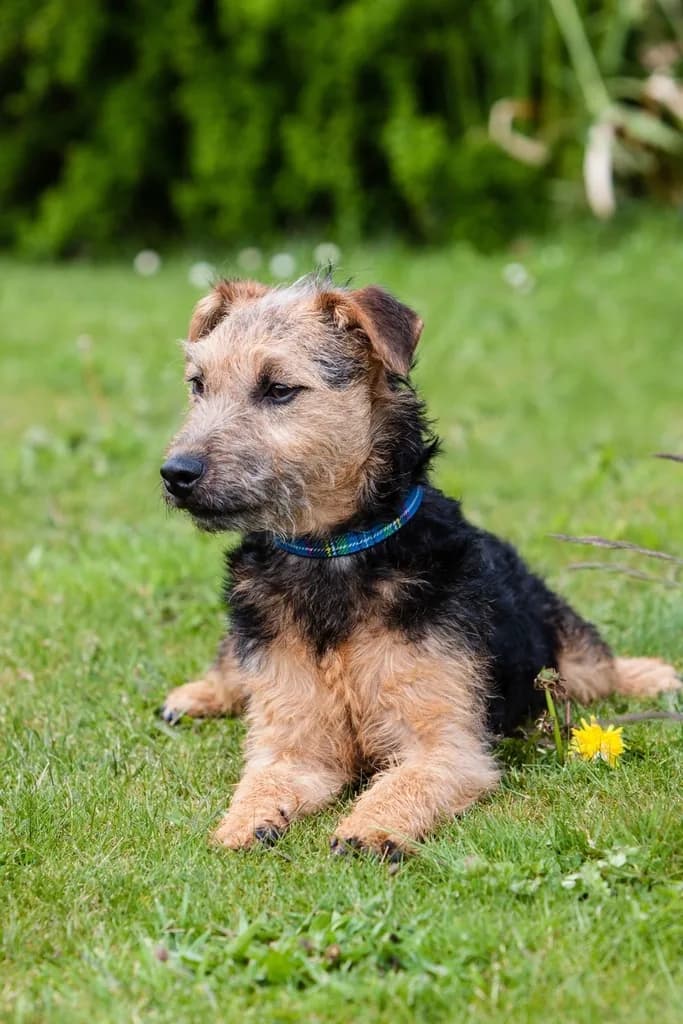 Airedale Terrier