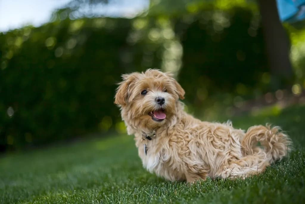 Morkie